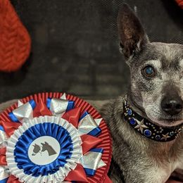 American Hairless Terriers from New Hope Kennel