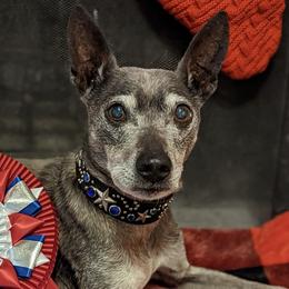 American Hairless Terriers from New Hope Kennel