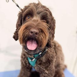 Bella - Australian Labradoodle