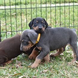 Doberman Pinscher Puppies from The Kennel Birkline