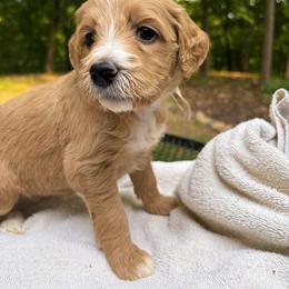 MAZ - Apricot female Goldendoodle puppy in Minneapolis, Minnesota from The Golden Roo