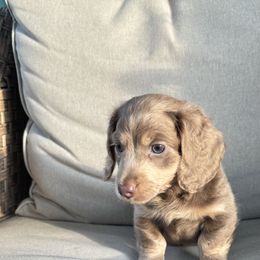 Dachshund Puppies from Boujee Dachshunds