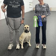 Perro de Presa Canario All Grown Up from Kings Court Kennel