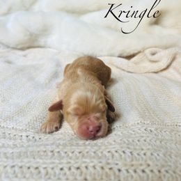 Kringle - Buff male Cockapoo puppy in Alexandria, Alabama from Bright and Beautiful Cockapoos and Doodles