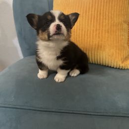 Pembroke Welsh Corgi Puppies from The Hallway Farm
