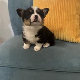 Pembroke Welsh Corgi Puppies from The Hallway Farm