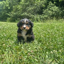 Flower - Black rust and white female Bernese Mountain Dog puppy in Dundee, Ohio from Steinhaus Dogs