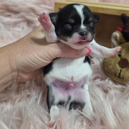 Mickey - Black and white male Chihuahua puppy in Brooksville, Florida from Daystars Chihuahuas