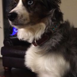Miniature Australian Shepherds from Blackerby Land & Livestock