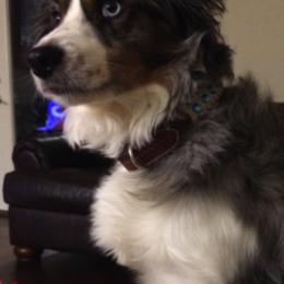 Miniature Australian Shepherds from Blackerby Land & Livestock