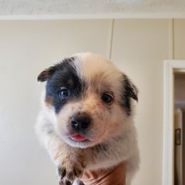 Half mask blue - Blue mottled male Australian Cattle Dog puppy in Lenoir, North Carolina from Blue Coyote Ranch