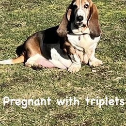 Willow - Basset Hound
