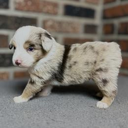 Boy 2 - male Miniature Australian Shepherd puppy in Stockton, Missouri from Kizmit Farmz