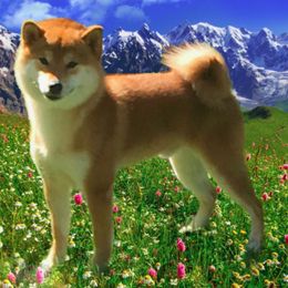 Samoyeds and Shiba Inu from Wintermist Samoyeds and Shiba Inus