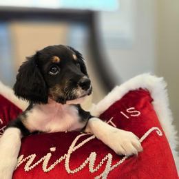 Elvis - Black male Double Doodle puppy in Prescott Valley, Arizona from Ramirez Family Doodles