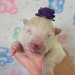 Purple girl - White and biscuit female Samoyed puppy in Elwell, Michigan from Limelight Samoyeds
