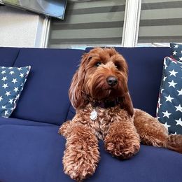 Ruby - Australian Labradoodle