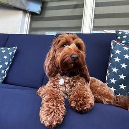 Ruby - Australian Labradoodle