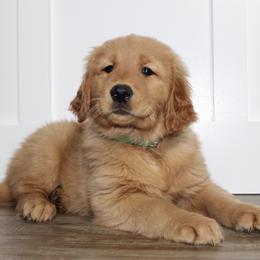 Australian Shepherd and Golden Retriever Puppies from Sterling Valleys Goldens and Aussies