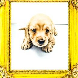 Princess Eleanor - Cream female Dachshund puppy in Splendora, Texas from Ram’s Kennels