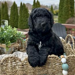 Theo - Black male Bernedoodle puppy in Bells, North Carolina from Neighborhood Poodles & Doodles