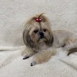 Phoebe - Shih Tzu