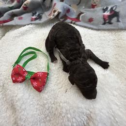 Ryder - Chocolate male Goldendoodle puppy in Camden, North Carolina from Oopsie Doodles of NC