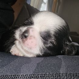 LILITH - Black and white female Shih Tzu puppy in Los Banos And Bay Area, California from Shantii's Shih Tzu's