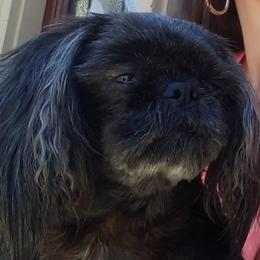 Shih Tzus from Marys Beautiful Shihtzu's