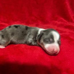 Aspen - Dapple male Dachshund puppy in Lehigh Acres, Florida from Ruby Rose Dachshund Dynasty