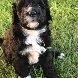 Portuguese Water Dog Puppies from Meridian PWDs