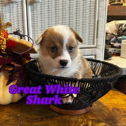 Great White Shark- Purple Collar - Red female Pembroke Welsh Corgi puppy in Olathe, Colorado from Rocking LJ Breeding