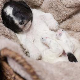 Lavender - Tri-color female Bernedoodle puppy in Delta, Pennsylvania from KEE Bernedoodles