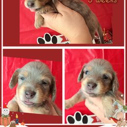 3300..Akc Ace blue dapple boy - Dapple male Dachshund puppy in Winter Haven, Florida from Gateway 2 Little Paws