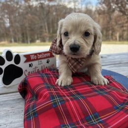 Rudolph - Cream male Dachshund puppy in Marshfield, Missouri from Hilltop Kennel LLC