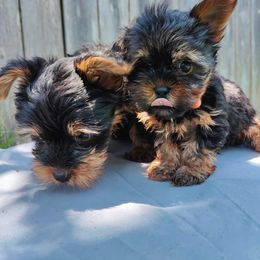 Yorkshire Terrier Puppies from The Yorkie Empire