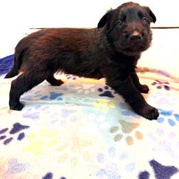 Orange Collar - Fawn sable male Belgian Malinois puppy in Trenton, Georgia from Laeknir K9