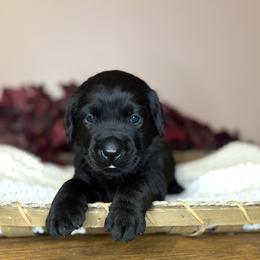 Onyx - Black male Labrador Retriever puppy in Rocky Top, Tennessee from Rocky Top Retrievers