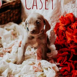 Weimaraner Puppies from North Georgia Weims