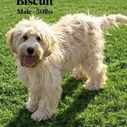 Biscuit - SM0541 - Cream male Australian Labradoodle puppy in Easley, South Carolina from Royal Diamond Labradoodles