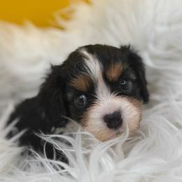 Rock of ages Litter - Tri-color male Cavalier King Charles Spaniel puppy in Saint Augustine, Florida from STARGAZER CAVALIERS