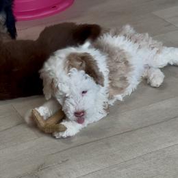 Todd Valentine (blue eyes) - Red merle male Aussiedoodle puppy in Charlestown, Indiana from Forever Aussies and A Doodle