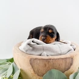 Briar AKC - Black and tan female Dachshund puppy in Erick, Oklahoma from 4-L Backyard Dach