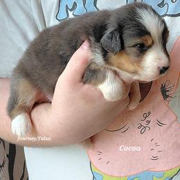 COCOA - Black tri-color female Australian Shepherd puppy in Elk Creek, Missouri from Hearts on Fire Australian Shepherds