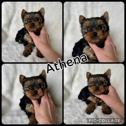 Athena - Blue and gold female Yorkshire Terrier puppy in Kendallville, Indiana from Yorkies Kisses/Rusalka Siren Song