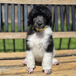 Leia - Parti female Poodle puppy in Patterson, California from Paterson Poodles