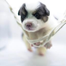 Sebastian - Black and tan male Pembroke Welsh Corgi puppy in Vacaville, California from Hope_4thebay_Corgis