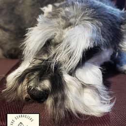 Olive - Miniature Schnauzer