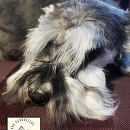Olive - Miniature Schnauzer