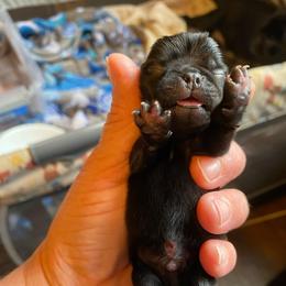 Kiwi - Black male Pug puppy in Onalaska, Washington from Cupid’s Pugs